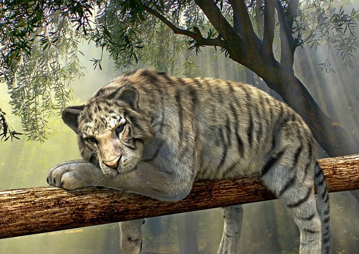 Tiger Animal Jungle Rainforest Exotic Animal World 